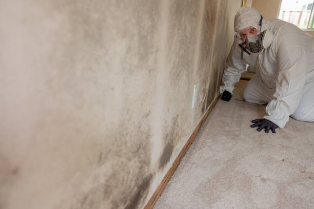 Best Basement Mold Removal  in Edna, TX